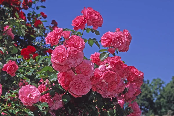 Rosa Varietà Rosarium Uetersen Rosa Rampicante Kordes 1977 — Foto Stock