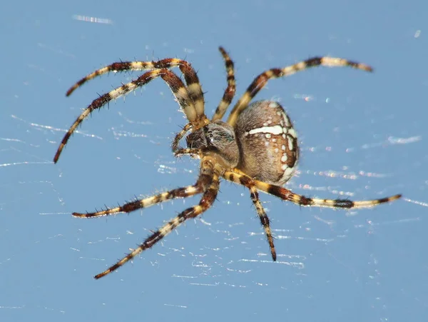 Effrayant Araignée Animal Prédateur — Photo