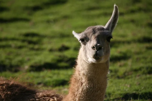 Retrato Guanacos Durante Día — Foto de Stock