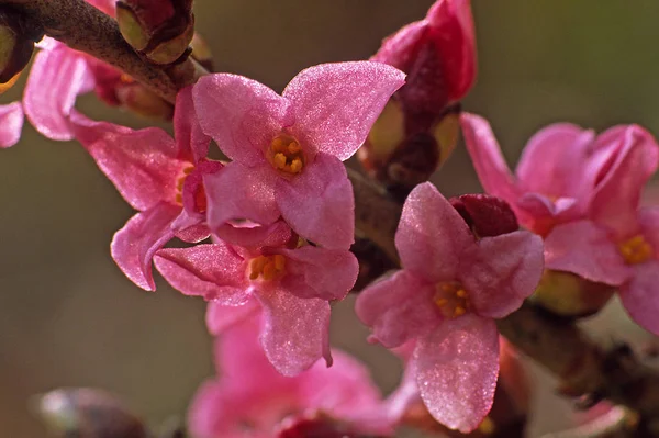 Daphne Mezerum Common Seidelbast Tree Strauch — Stock Photo, Image