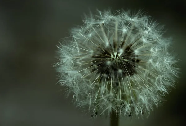 Löwenzahn Sommer Pflanzenblume Flora Der Natur — Stockfoto