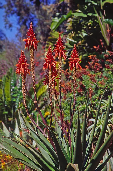 Aloe Lastii Wundkaktus Bitterschopf — Stock Photo, Image