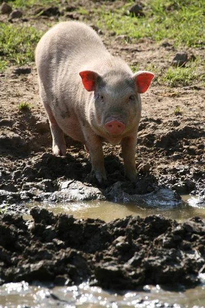 Terme Trompeur Ces Porcs Peuvent Être Difficiles 100 Mais Sont — Photo