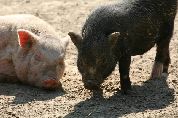 Gelukkig Varken Frailandhaltung — Stockfoto