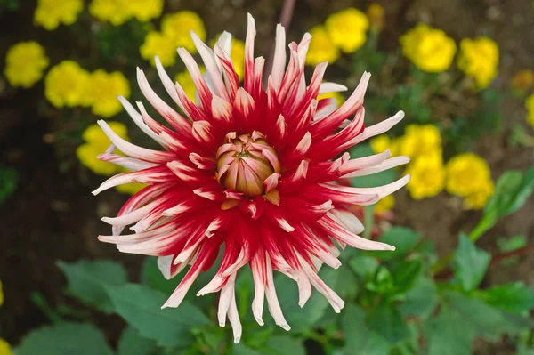 Vue Rapprochée Belle Floraison Dahlia — Photo