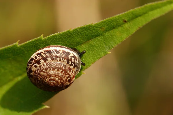 Invertebrate Helix Mollusk Snail — Stock Photo, Image