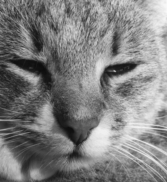 Şirin Bir Kedinin Portresi — Stok fotoğraf