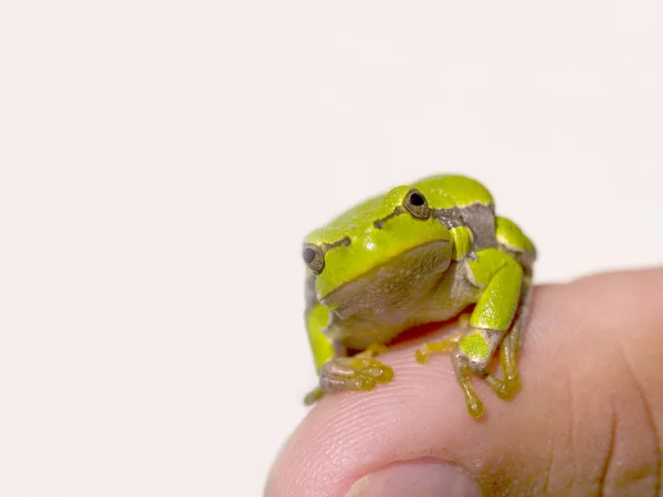 Amfibisch Dier Wilde Kikker — Stockfoto