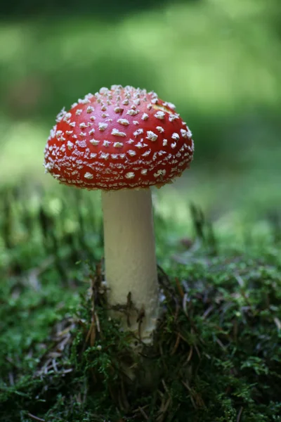 Κοντινή Άποψη Της Μύγας Agaric Στο Δάσος — Φωτογραφία Αρχείου