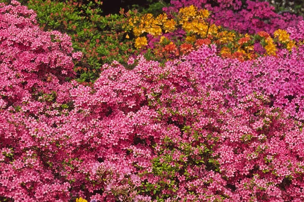 Vacker Botanisk Skott Naturliga Tapeter — Stockfoto