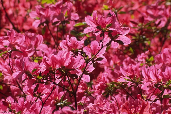 Beautiful Flowers Floral Concept Background — Stock Photo, Image