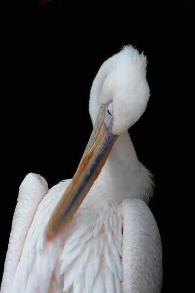 Pink Pelican Its Beautiful Plumage Touch Pink — Stock Photo, Image