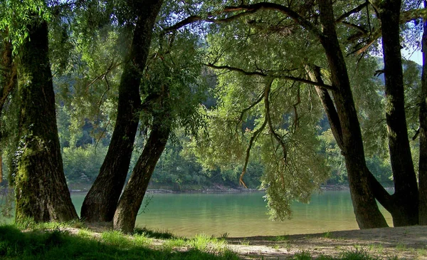 Όμορφη Φυλλώματα Φθινόπωρο Στο Δάσος — Φωτογραφία Αρχείου