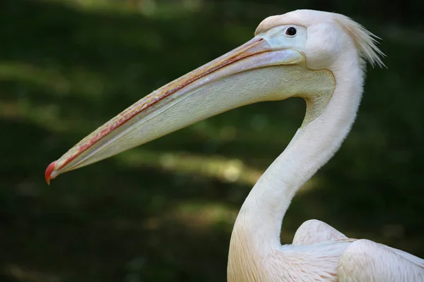 Oiseau Baignade Concept Sauvagerie — Photo