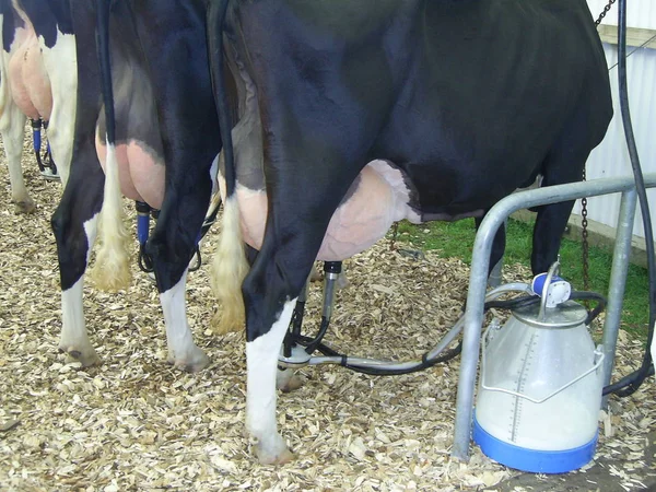 Cows Natural Landscape Selective Focus — Stock Photo, Image