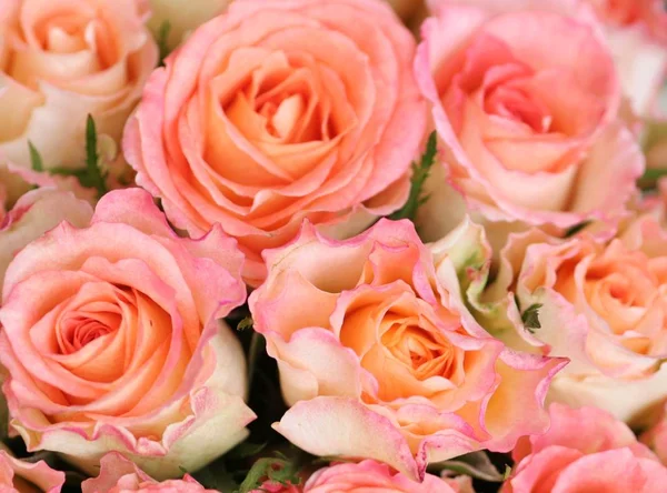 Rosas Flores Pétalas Flora — Fotografia de Stock