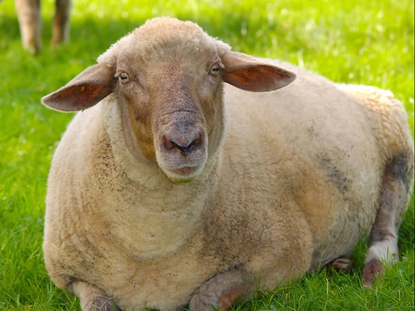 Domestic Sheep Pasture — Stock Photo, Image