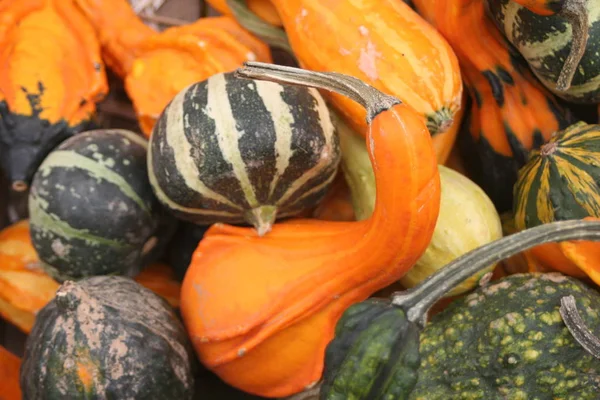 Dynie Rolnicze Warzywa Squash Żywność Roślinna — Zdjęcie stockowe
