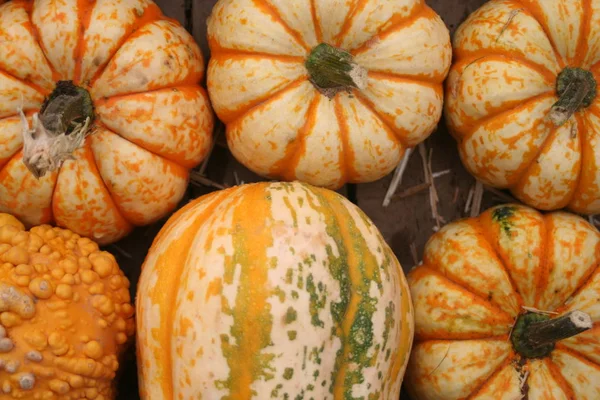 Abóboras Agrícolas Legumes Squash Alimentos Vegetais — Fotografia de Stock