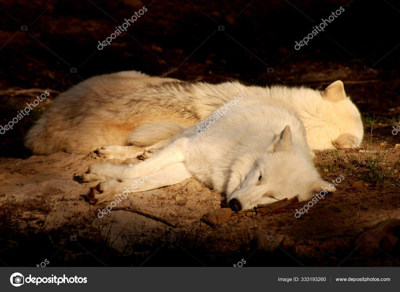 Loup Blanc Dans Neige Image Libre De Droit Par Panthermediaseller C