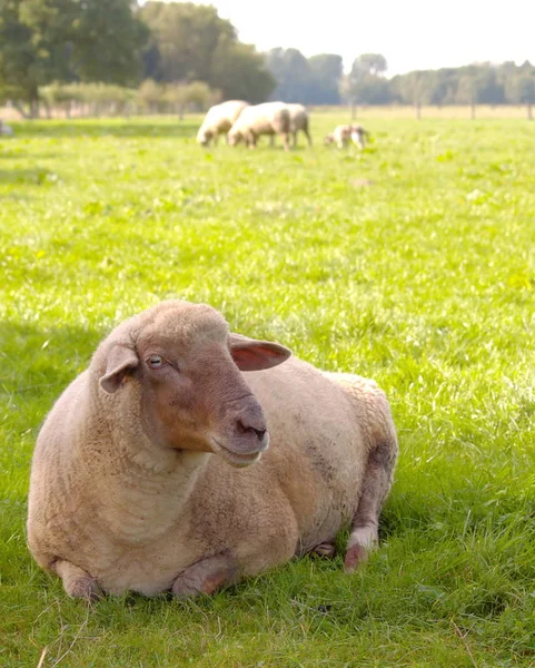 Moutons Domestiques Sur Pâturage — Photo