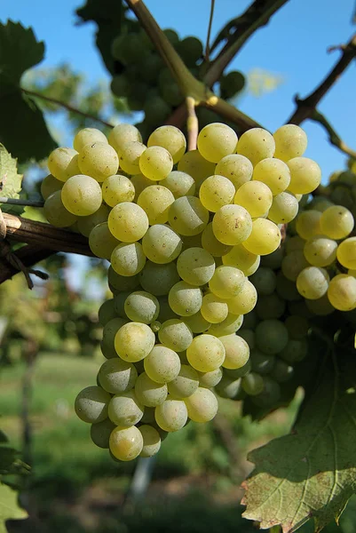 葡萄园里成熟的白葡萄 — 图库照片