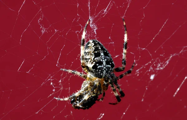 Cross Spider Creepy Animal — Stock Photo, Image