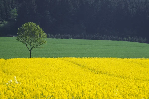 Rapsfält Tecklenburg — Stockfoto