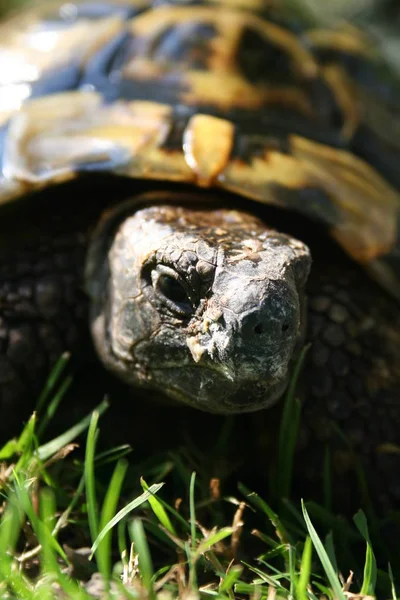 Réptil Tartaruga Criatura Animal — Fotografia de Stock