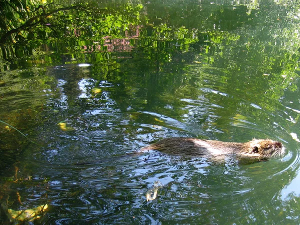 Bever Vijver — Stockfoto