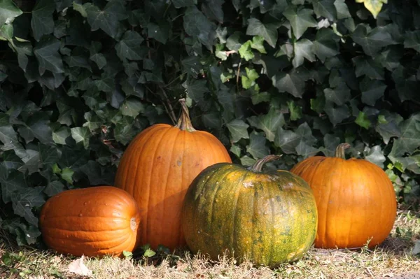 Pumpkin Harvest Halloween Thanksgiving — Stock Photo, Image