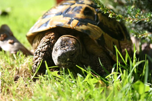 Tropische Schildkröte Tier Reptil — Stockfoto