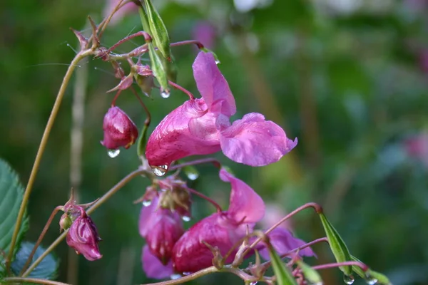Himalayan Balsam Introduced Beginning 19Th Century Attractive Ornamental Plant Himalayas — 스톡 사진