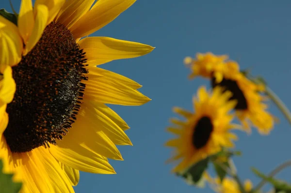 Jaune Pétales Tournesol Flore — Photo