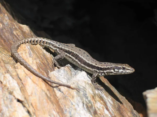 Lagarto Vida Silvestre Reptil —  Fotos de Stock