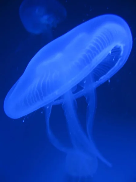 Ubur Ubur Air Laut Bawah Air Makhluk Hidup Laut — Stok Foto
