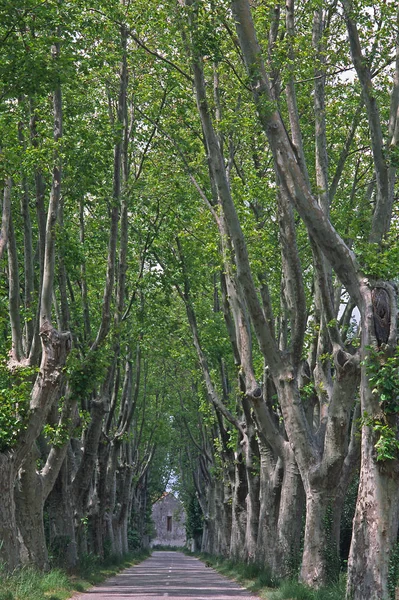 Vista Panoramica Del Viale Messa Fuoco Selettiva — Foto Stock