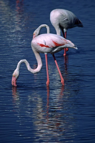 Camargue Grau Roi Flamingos Natürlicher Vogelhintergrund — Stockfoto