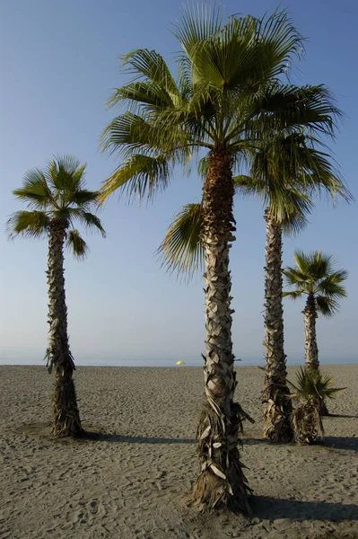 Idyllic Scale Palm Trees Beach Torre Del Mar Costa Del — Stock Photo, Image