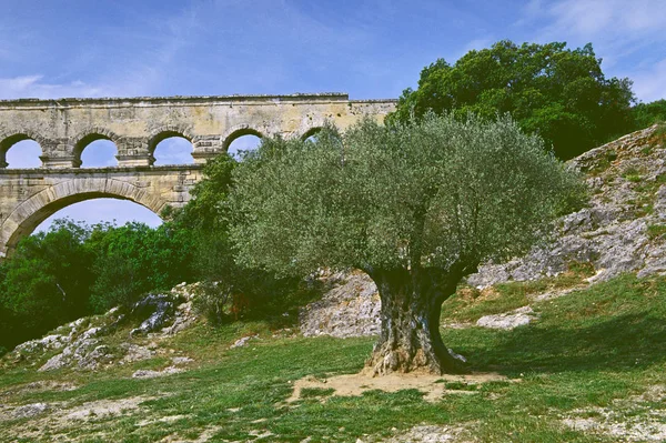 Pont Gard Olivträd — Stockfoto