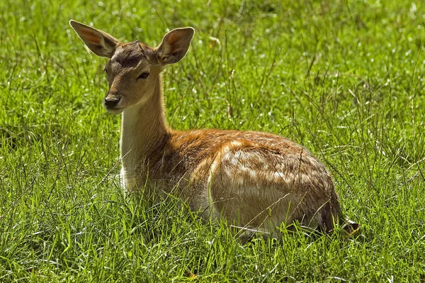 若い動物の選択的焦点は — ストック写真