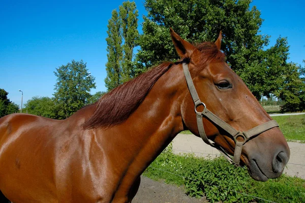 Cavallo Mammifero Equino — Foto Stock