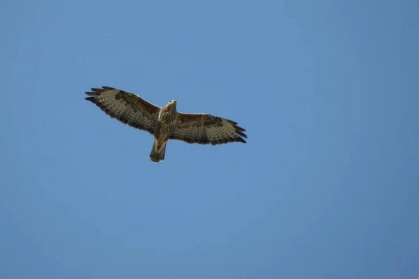 Γραφική Θέα Του Μαγευτικό Αρπακτικό Buzzard — Φωτογραφία Αρχείου