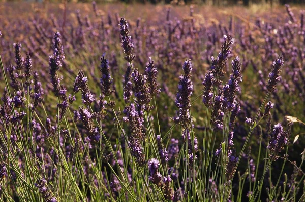 Scenic View Beautiful Purple Lavender — Stock Photo, Image