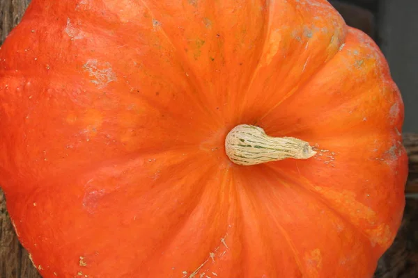 Vendemmia Autunnale Selettiva — Foto Stock