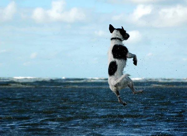 Tatlı Köpeklerin Açık Hava Çekimi — Stok fotoğraf