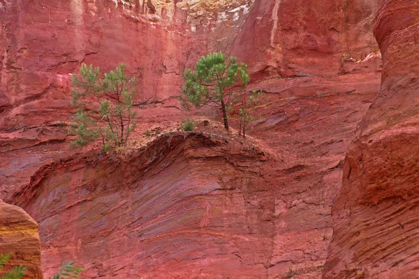 Ocher Rocks Rustrel Tree — стоковое фото