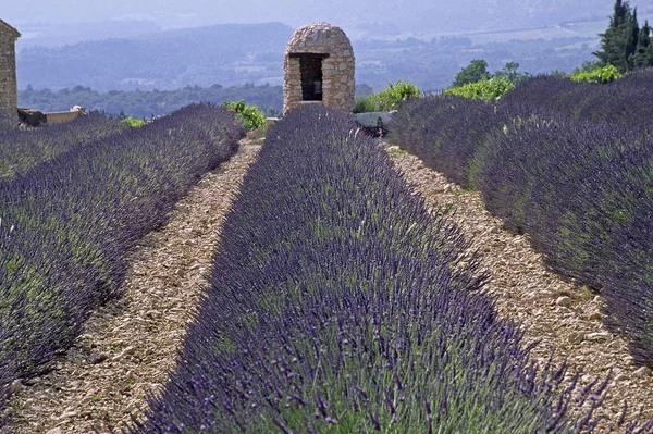 Levandulové Pole Luberonu Provence — Stock fotografie