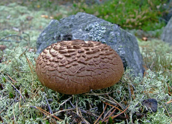 Odla Svamp Skogen Natur Bakgrund — Stockfoto