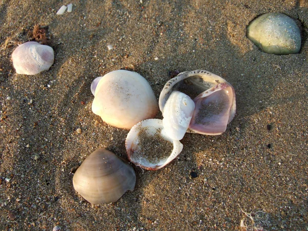 Coquilles Dans Sable — Photo